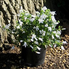 campanula