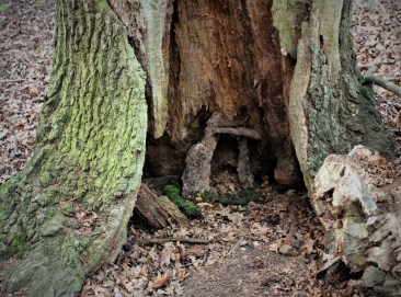 house-in-tree-trunk